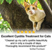 Transforme Cystassist customer review. 5 stars, cleared up my cat's cystitis beautifully. Thoroughly recommend this product.