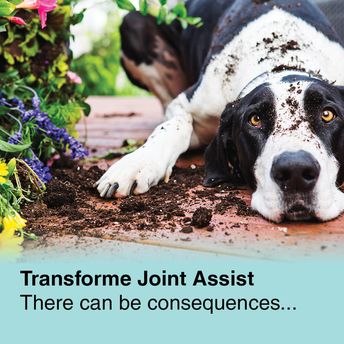 Big dog lying next to a wrecked flower bed, text says, Transforme Joint Assist ...there can be consequences