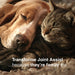 Dog and cat sleeping together, text says, Transforme Joint Assist ...because they're family too